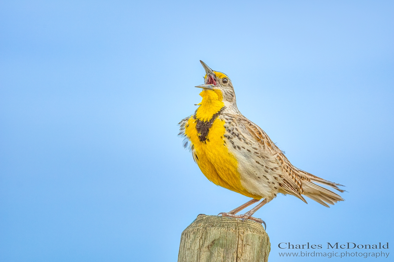 Western Meadowlark