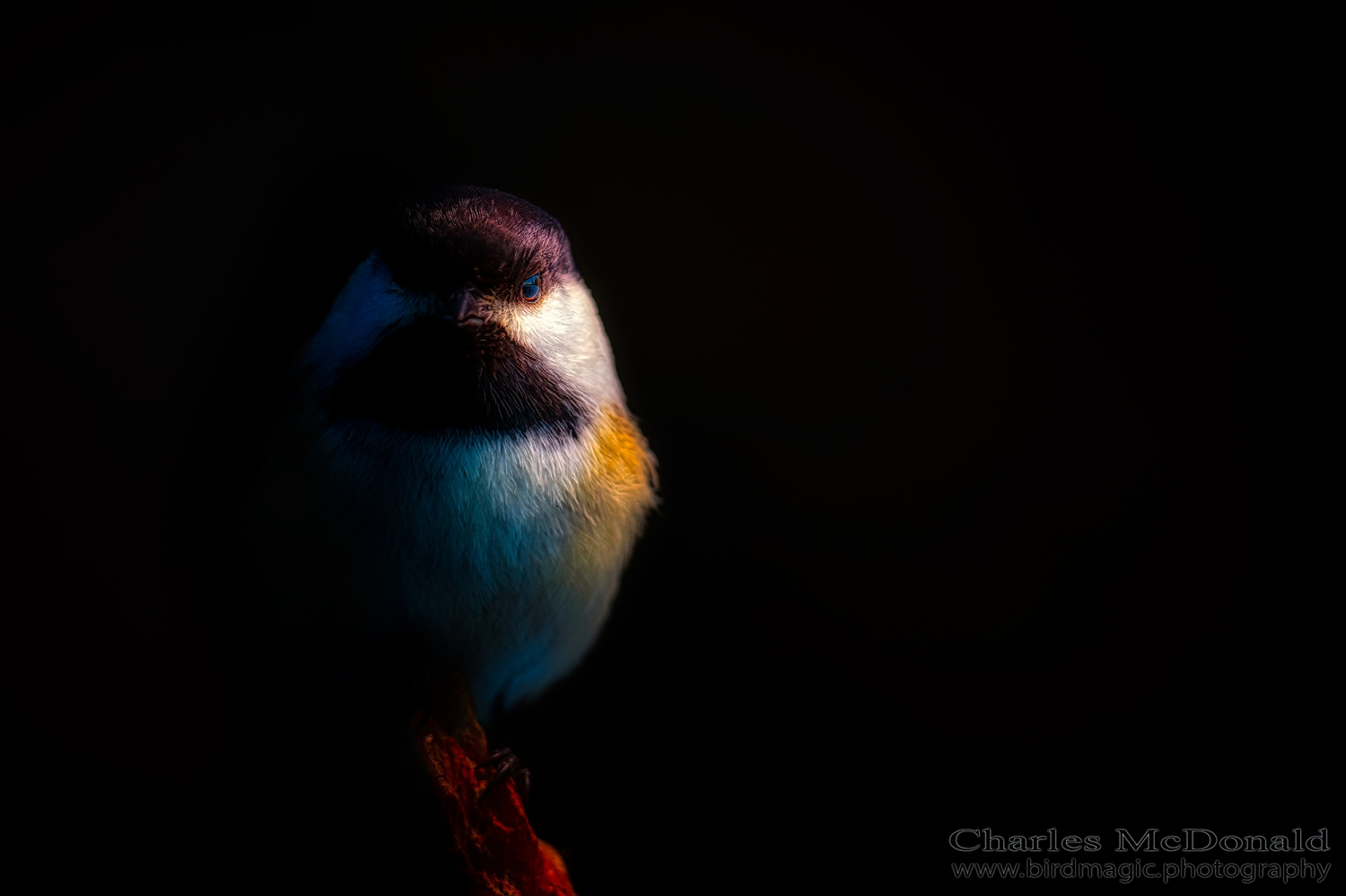 Black-capped Chickadee