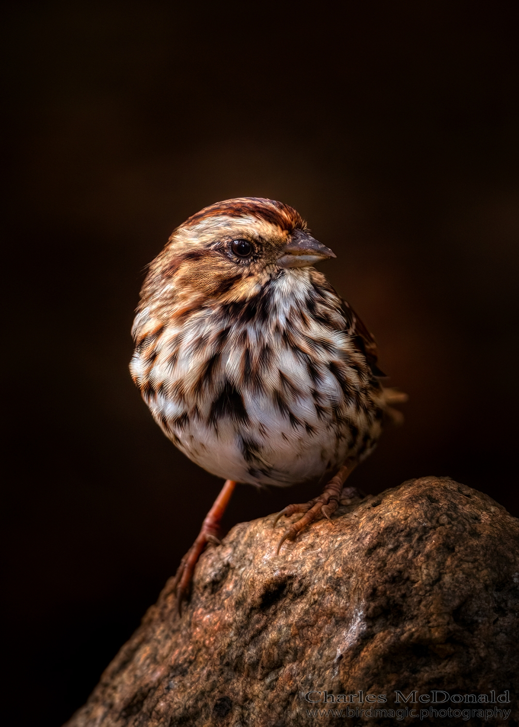 Song Sparrow