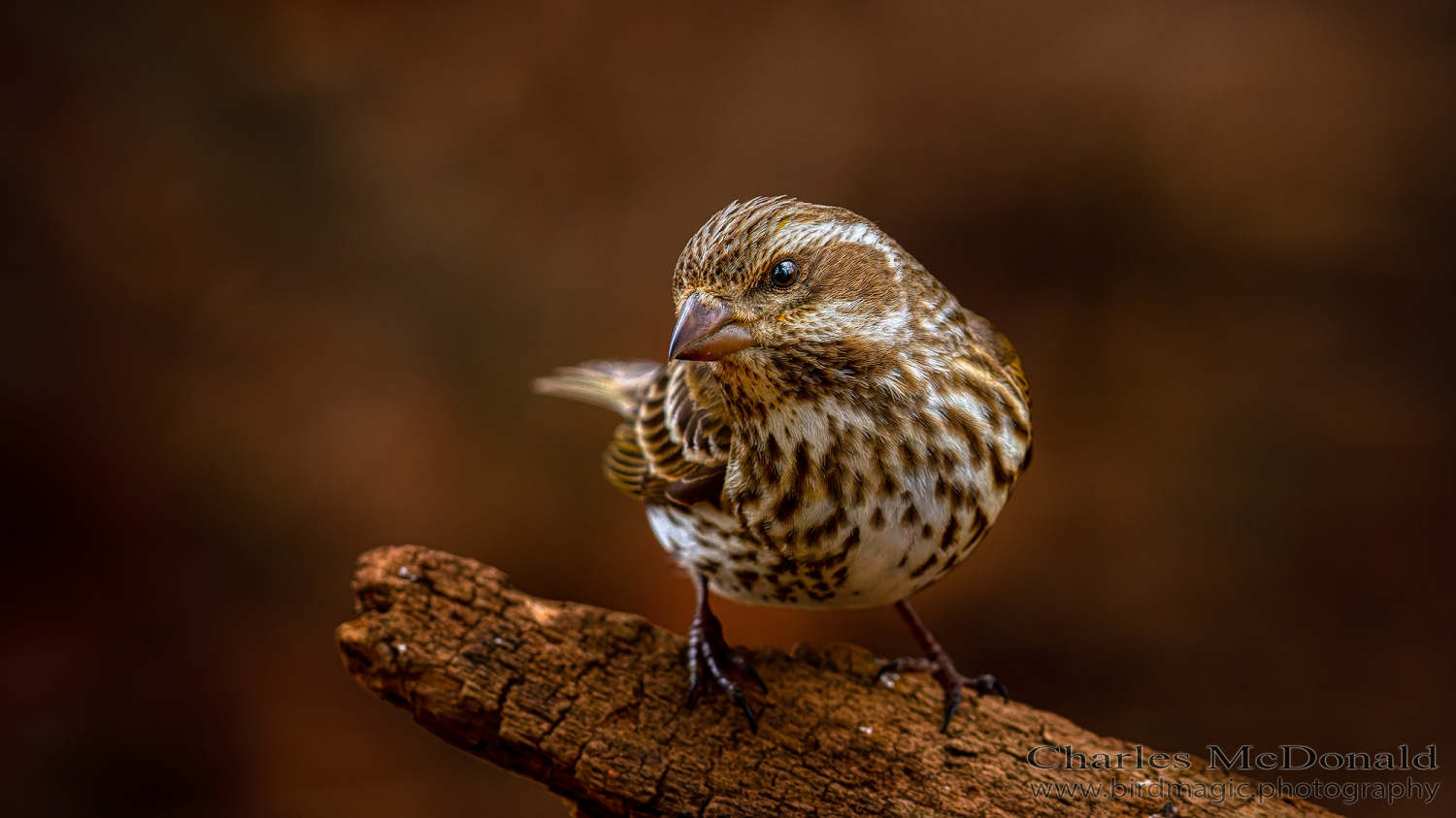 Purple Finch