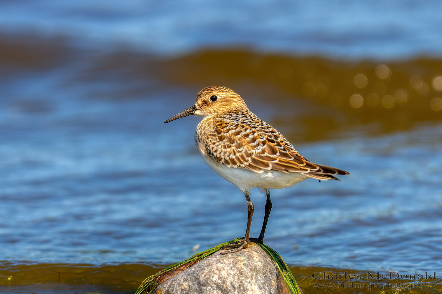 Baird's Sandpiper