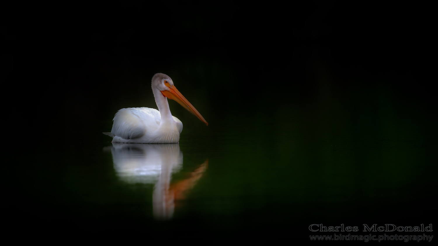 American White Pelican