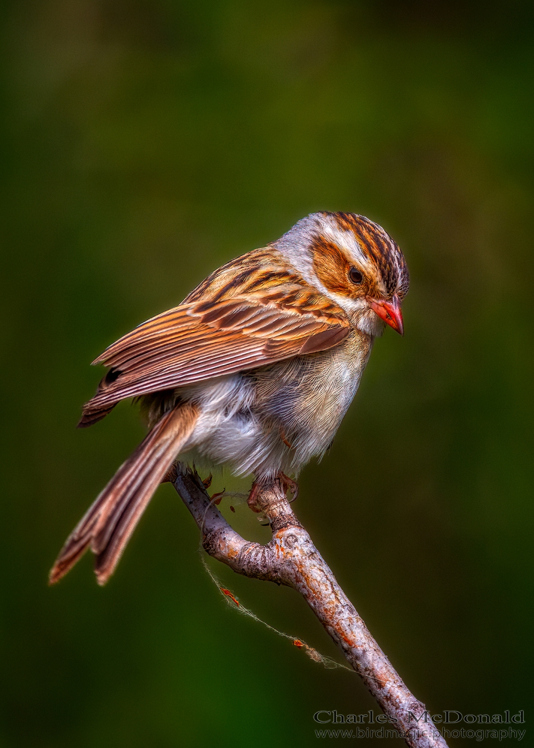 Clay-colored Sparrow