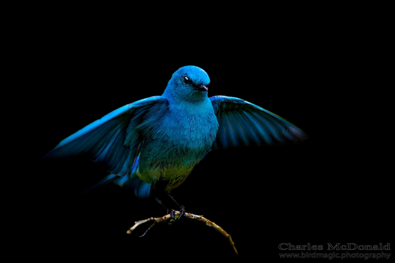 Mountain Bluebird