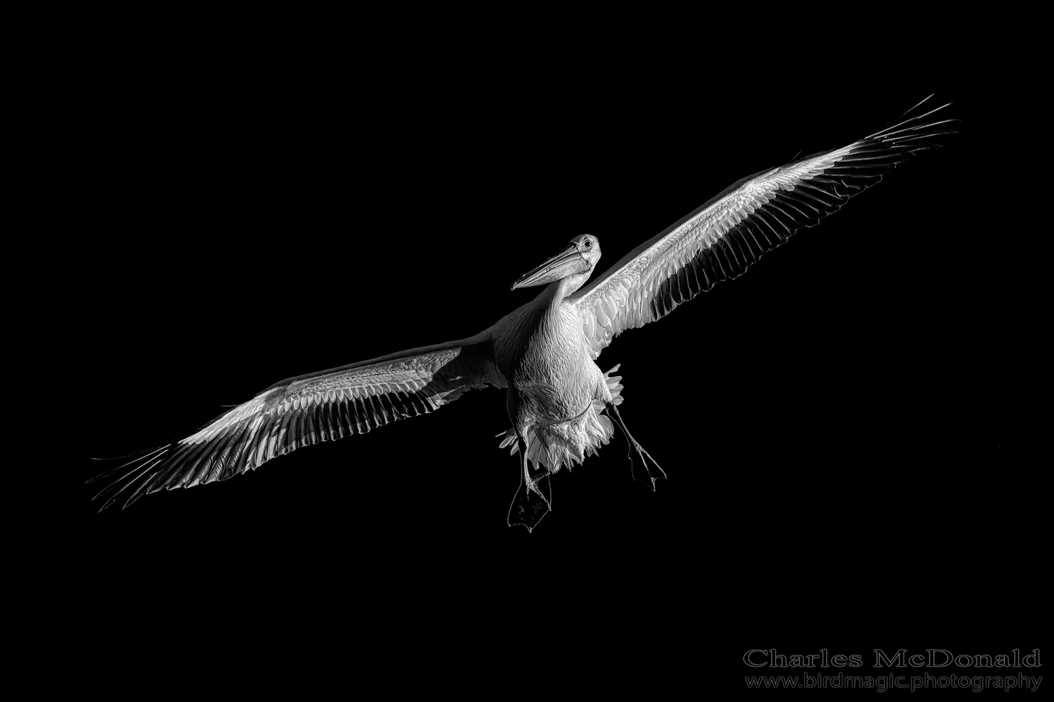 American White Pelican