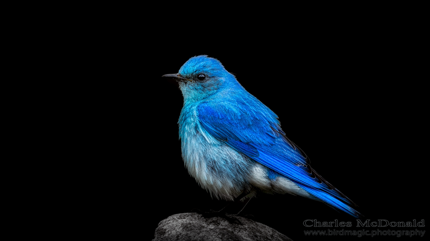 Mountain Bluebird