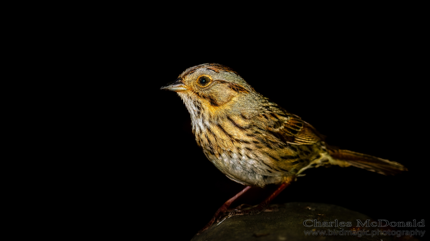 Lincoln's Sparrow