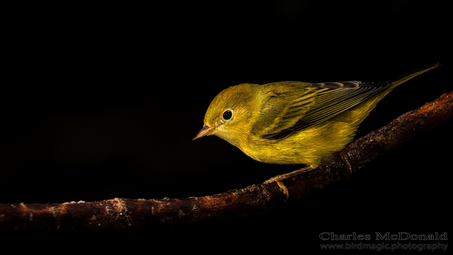 Yellow Warbler