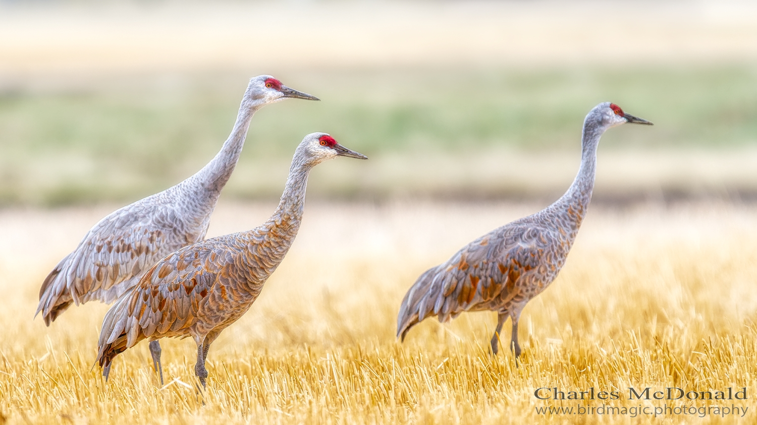 Sandhill Crane