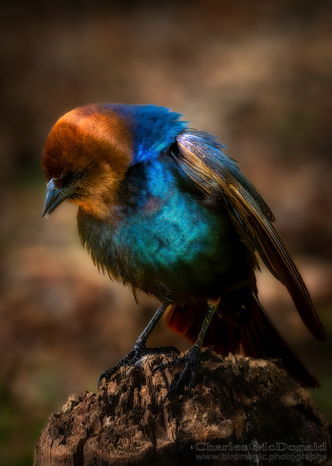 Brown-headed Cowbird