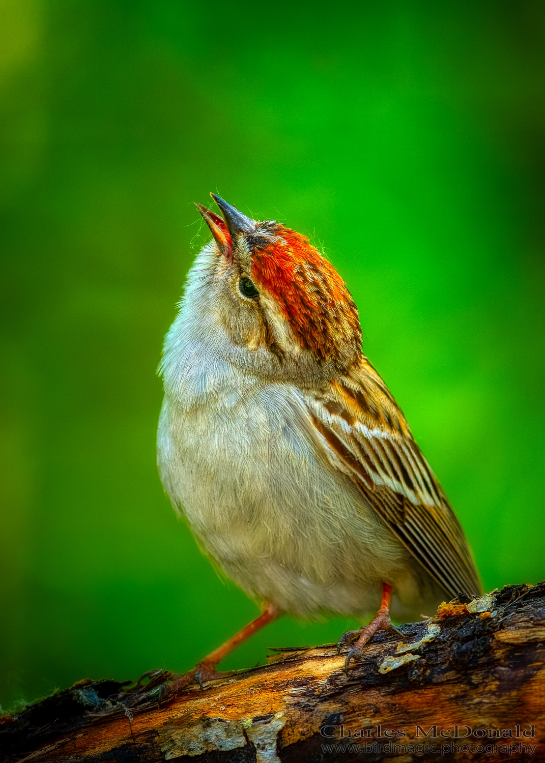 Chipping Sparrow