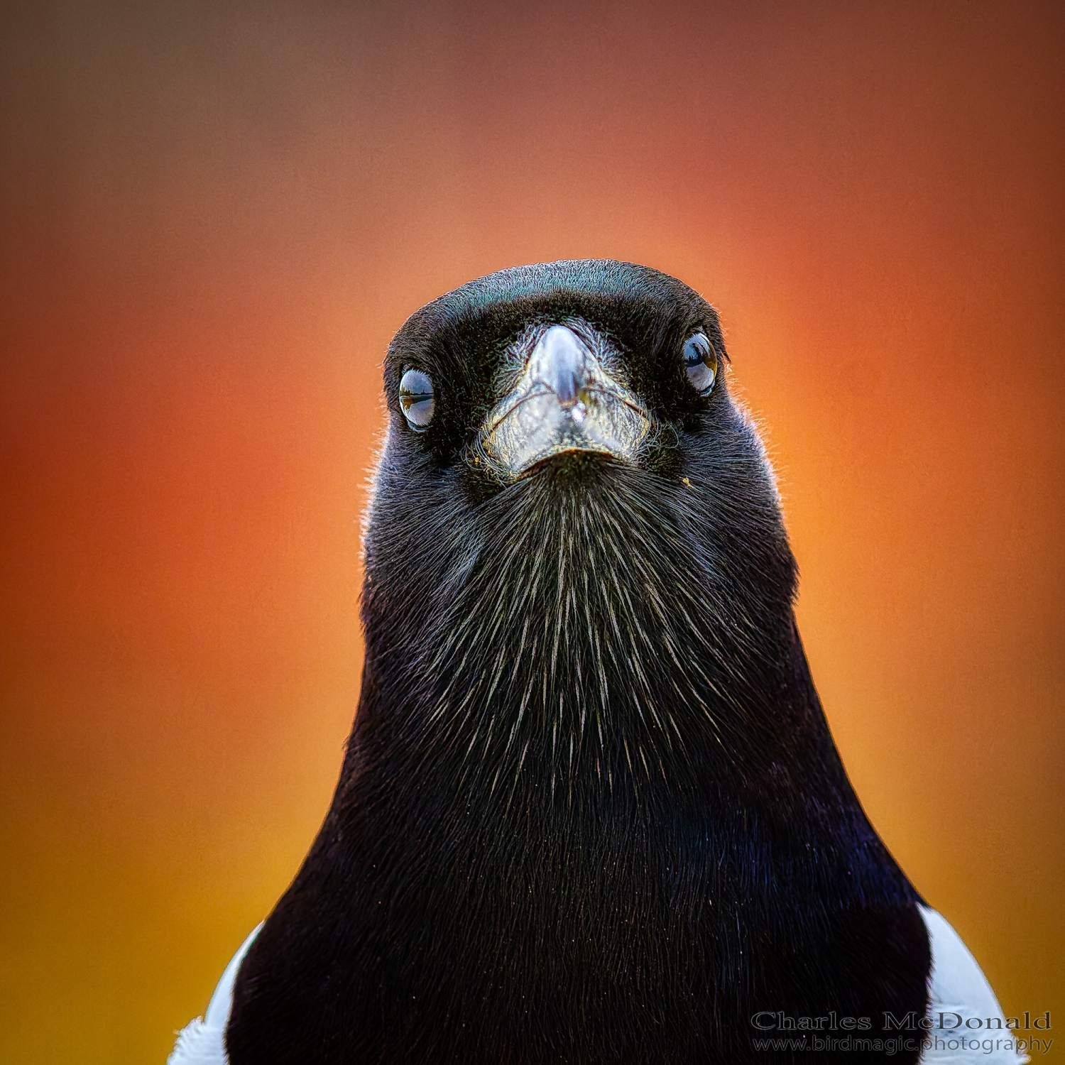 Black-billed Magpie