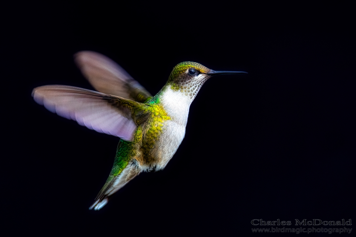 Ruby-throated Hummingbird