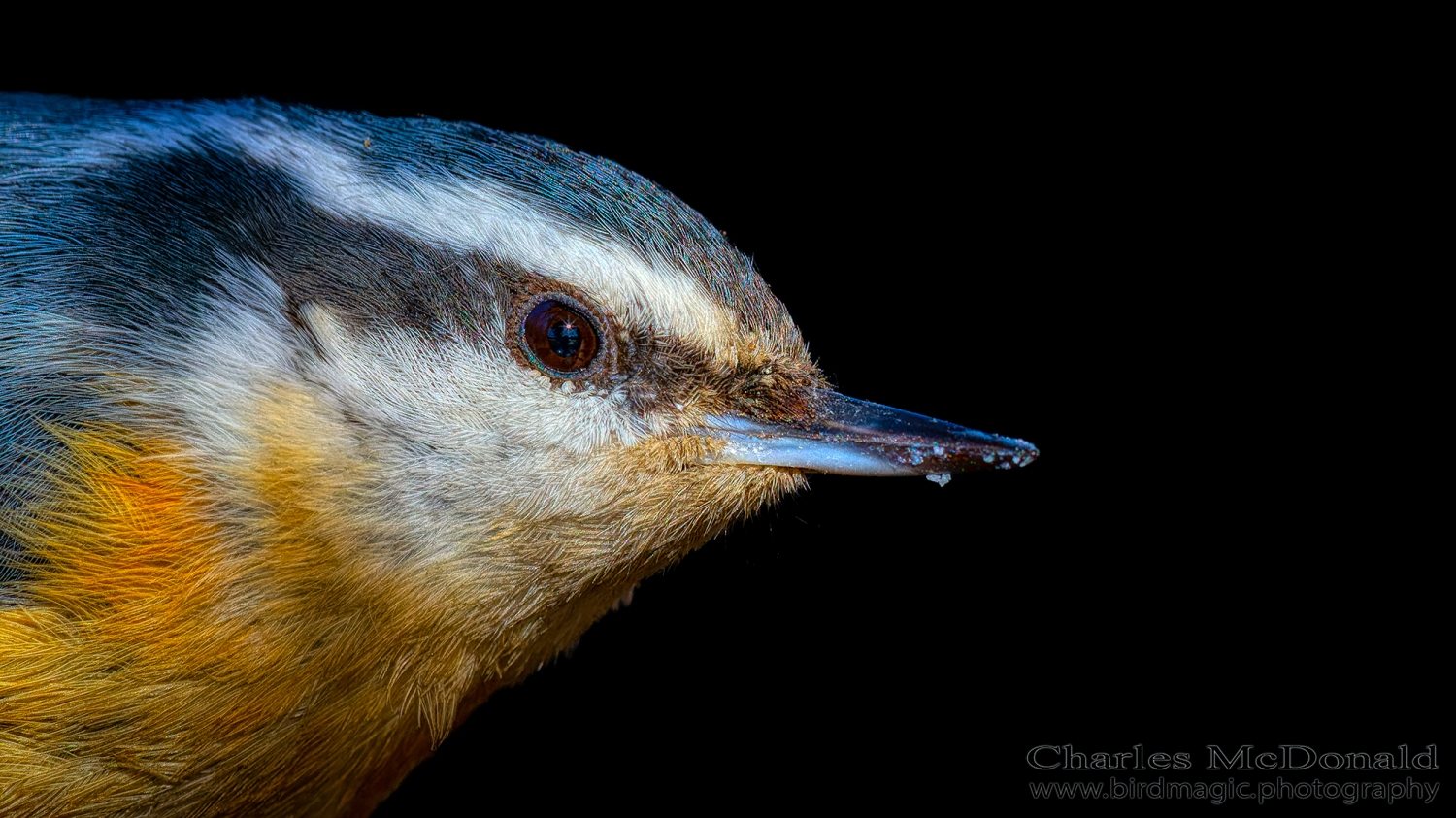 Red-breasted Nuthatch