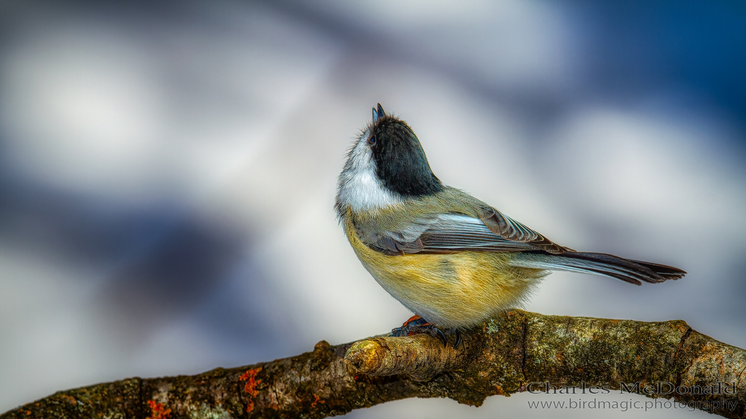 Black-capped Chickadee