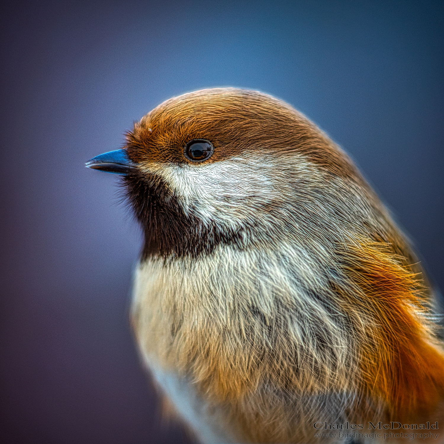 Boreal Chickadee