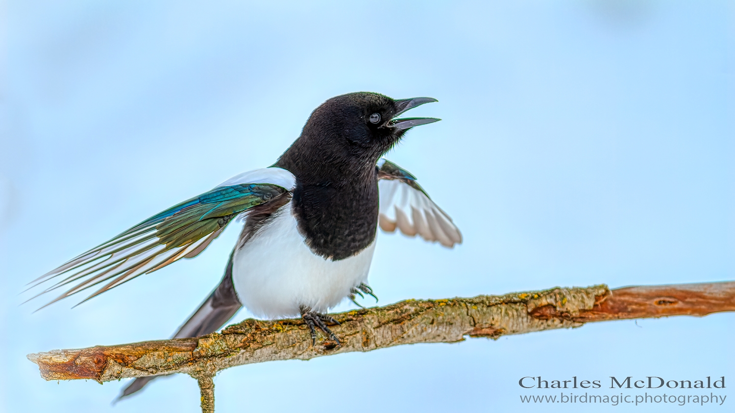 Black-billed Magpie