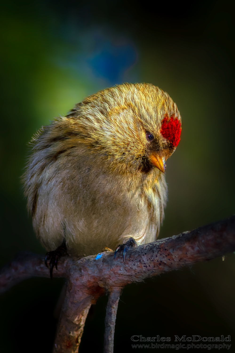 Common Redpoll