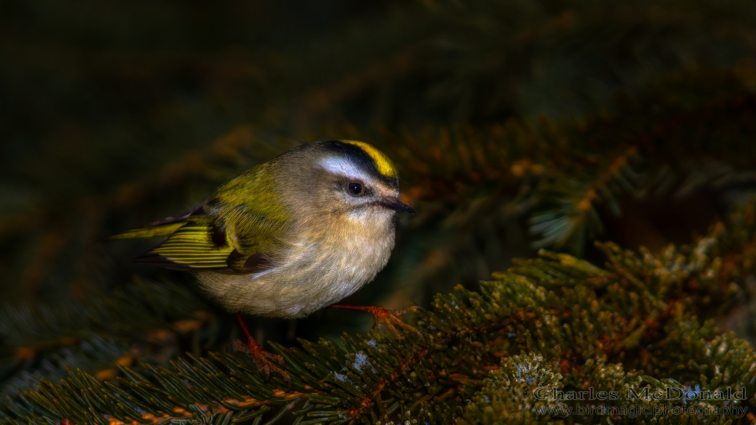 Golden-crowned Kinglet