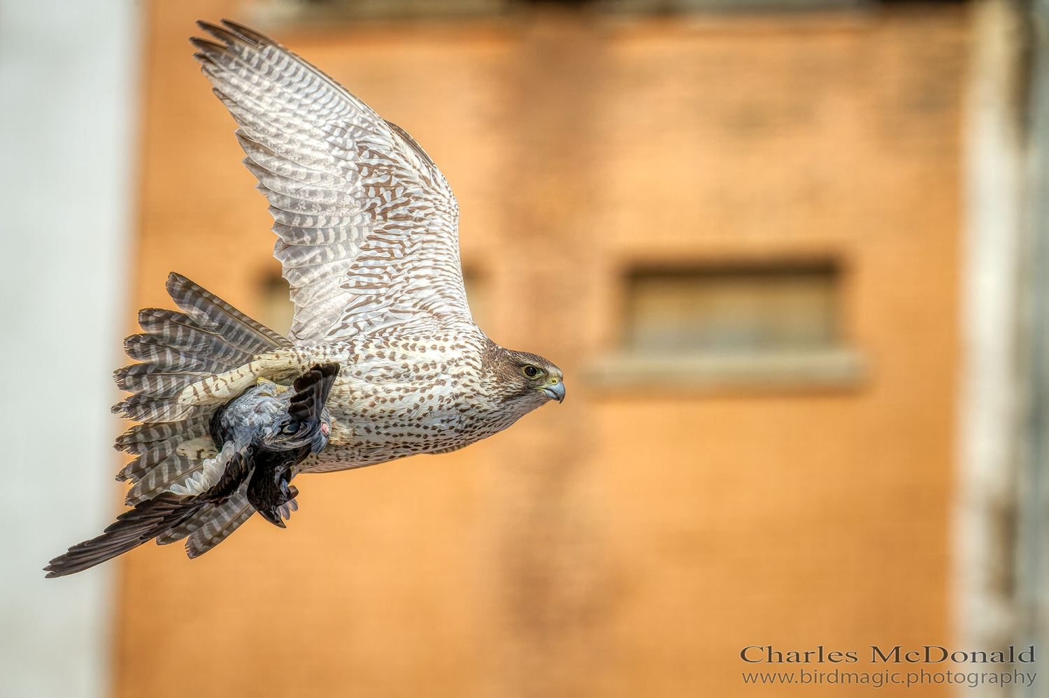 Gyrfalcon