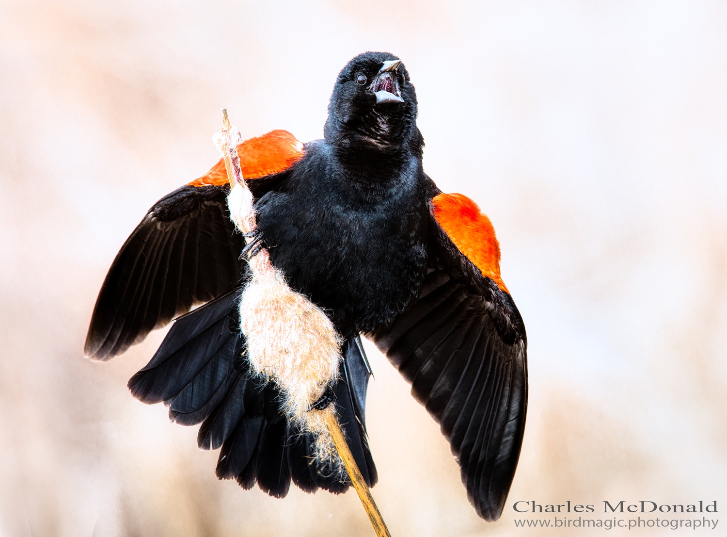 Red-winged Blackbird