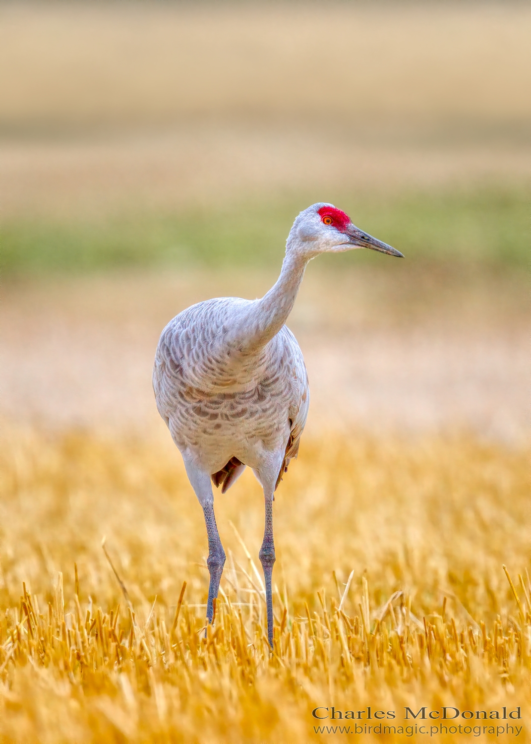 Sandhill Crane