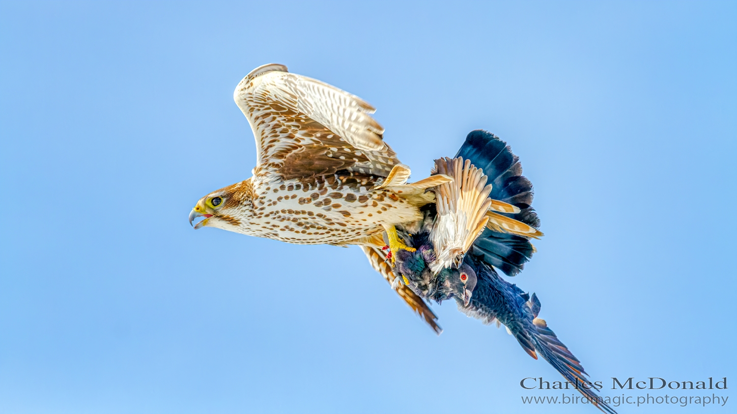 Prairie Falcon