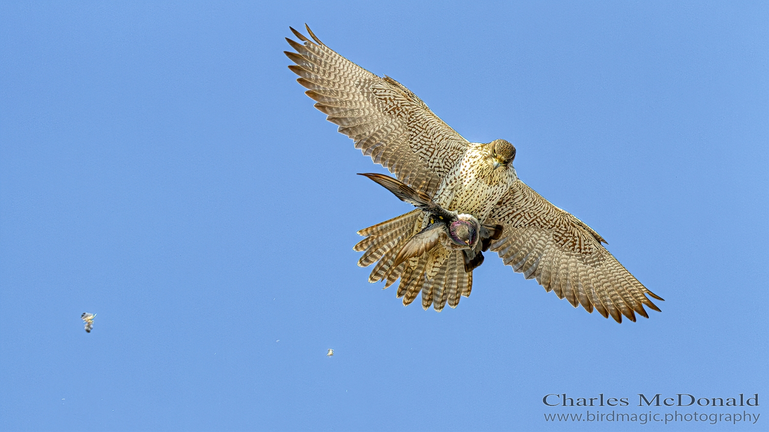 Gyrfalcon