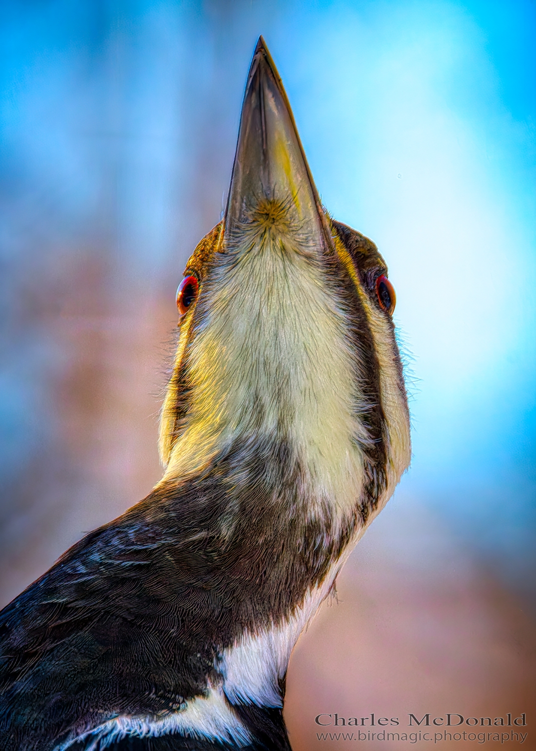 Pileated Woodpecker