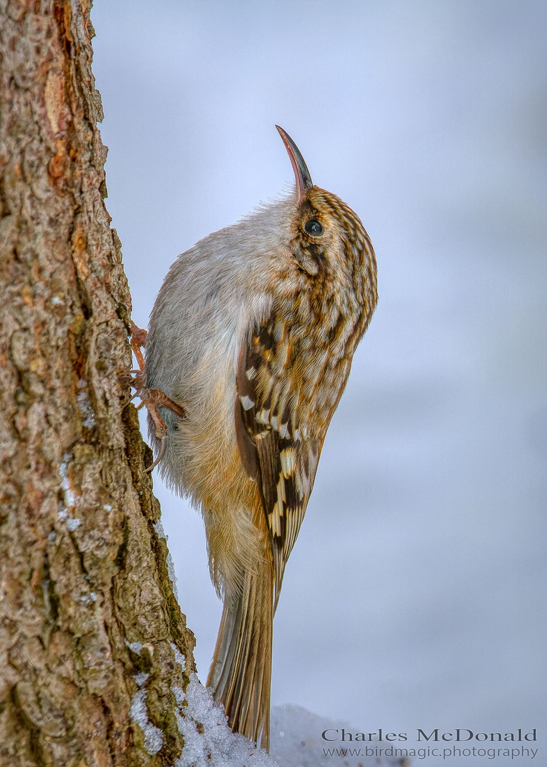 Brown Creeper