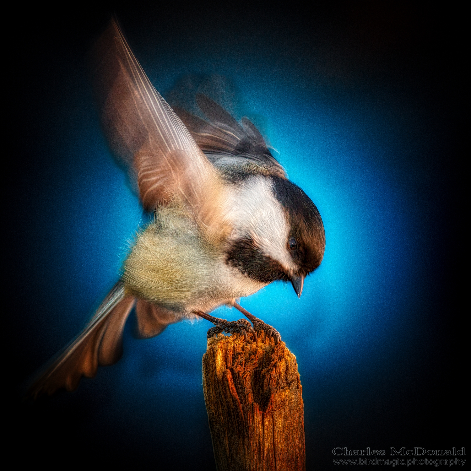 Black-capped Chickadee