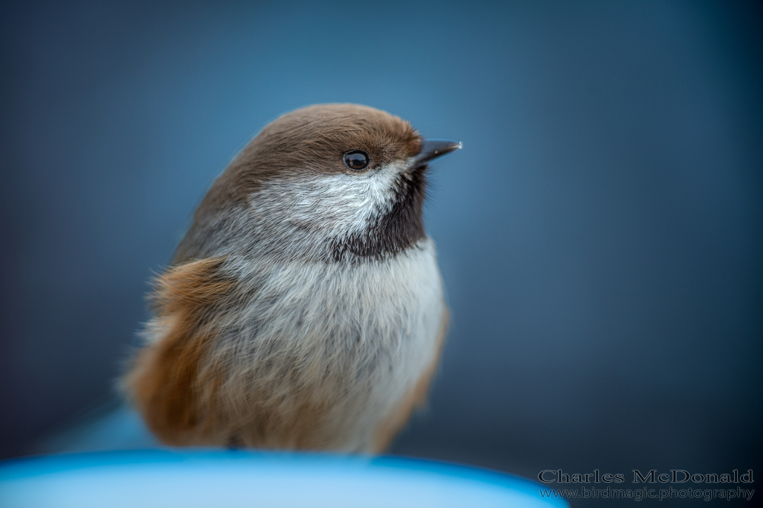 Boreal Chickadee