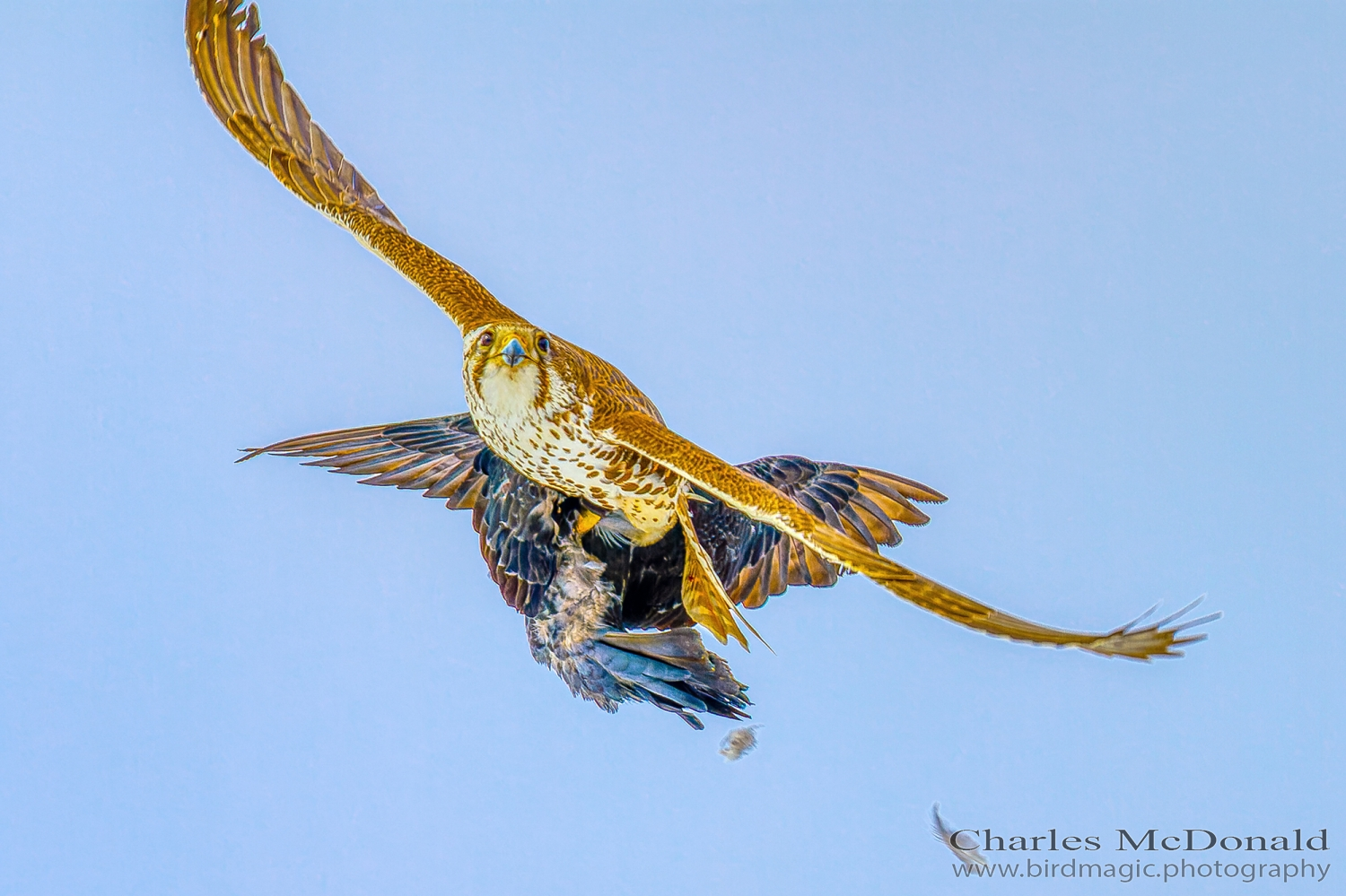 Prairie Falcon