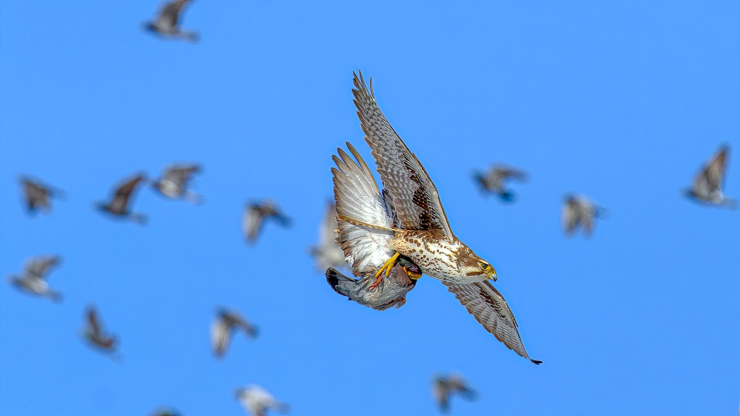 Prairie Falcon