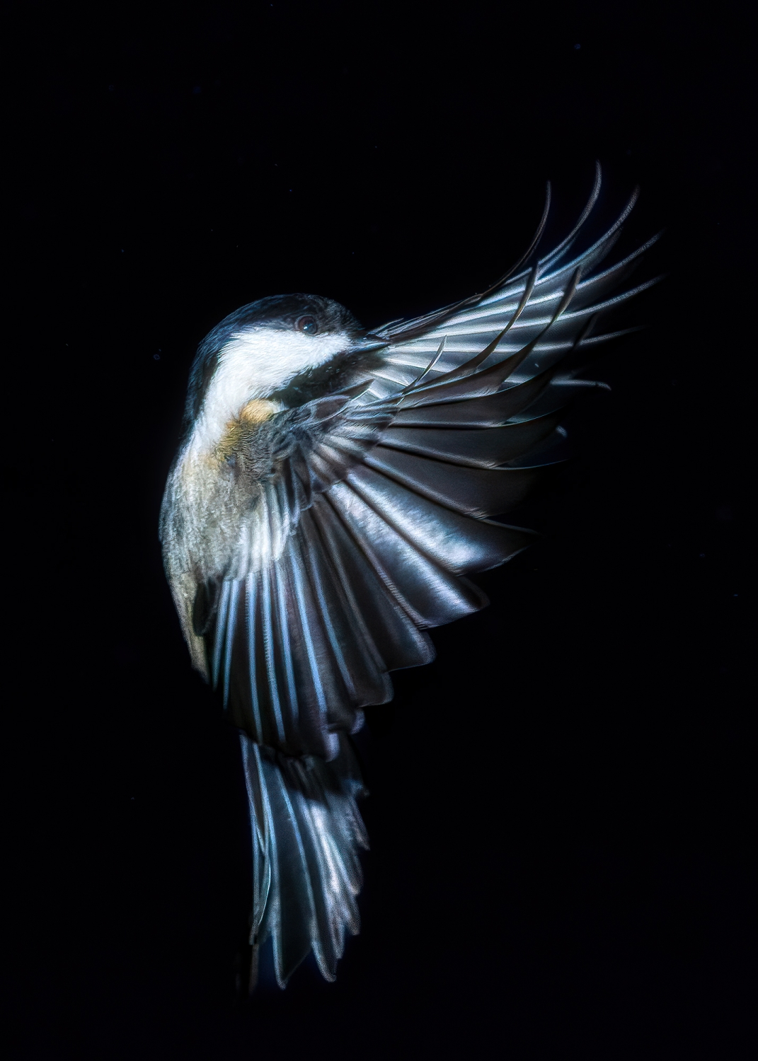 Black-capped Chickadee