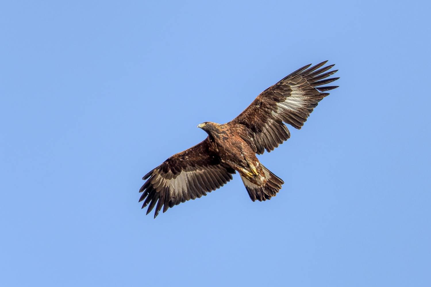 Golden Eagle