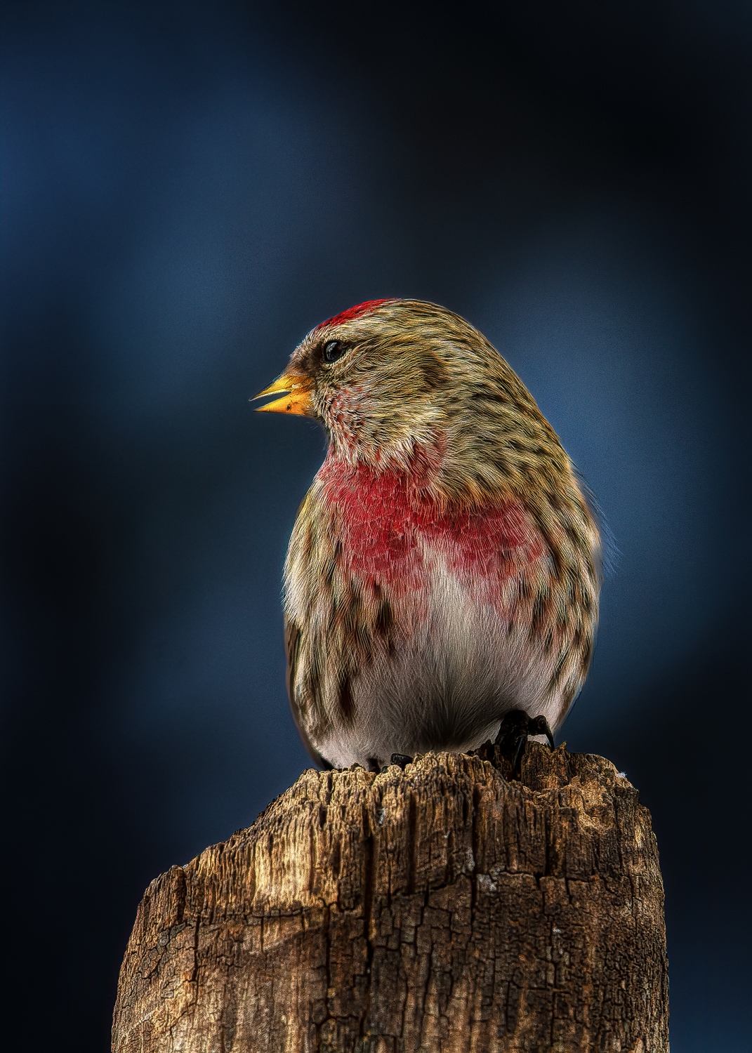 Common Redpoll