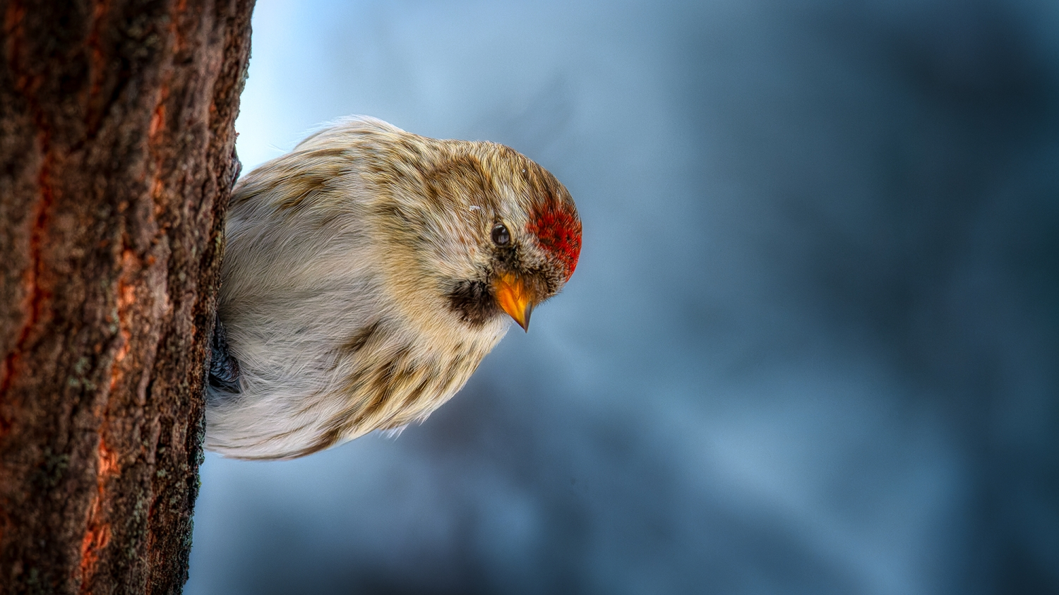 Common Redpoll