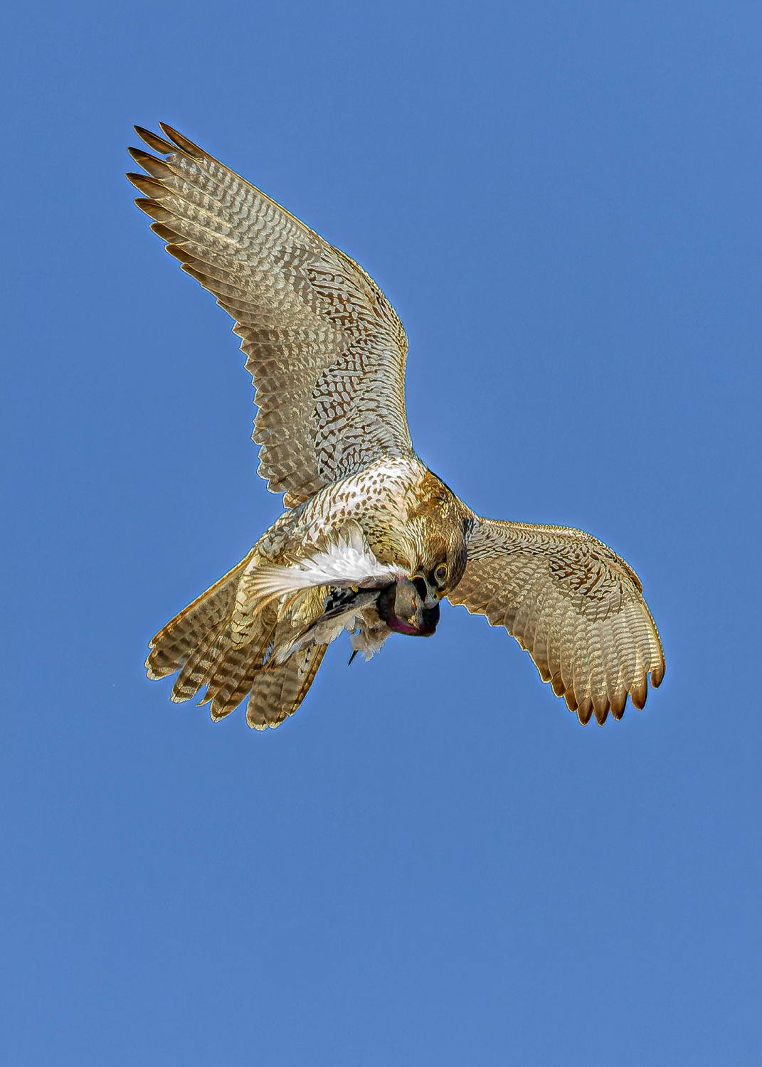 Gyrfalcon