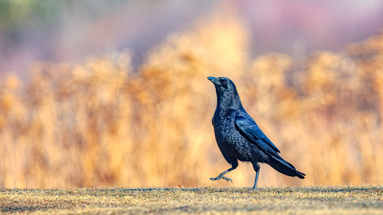 American Crow