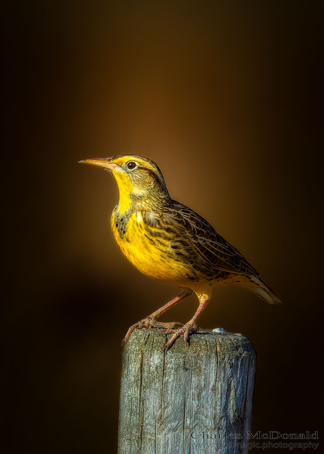 Western Meadowlark