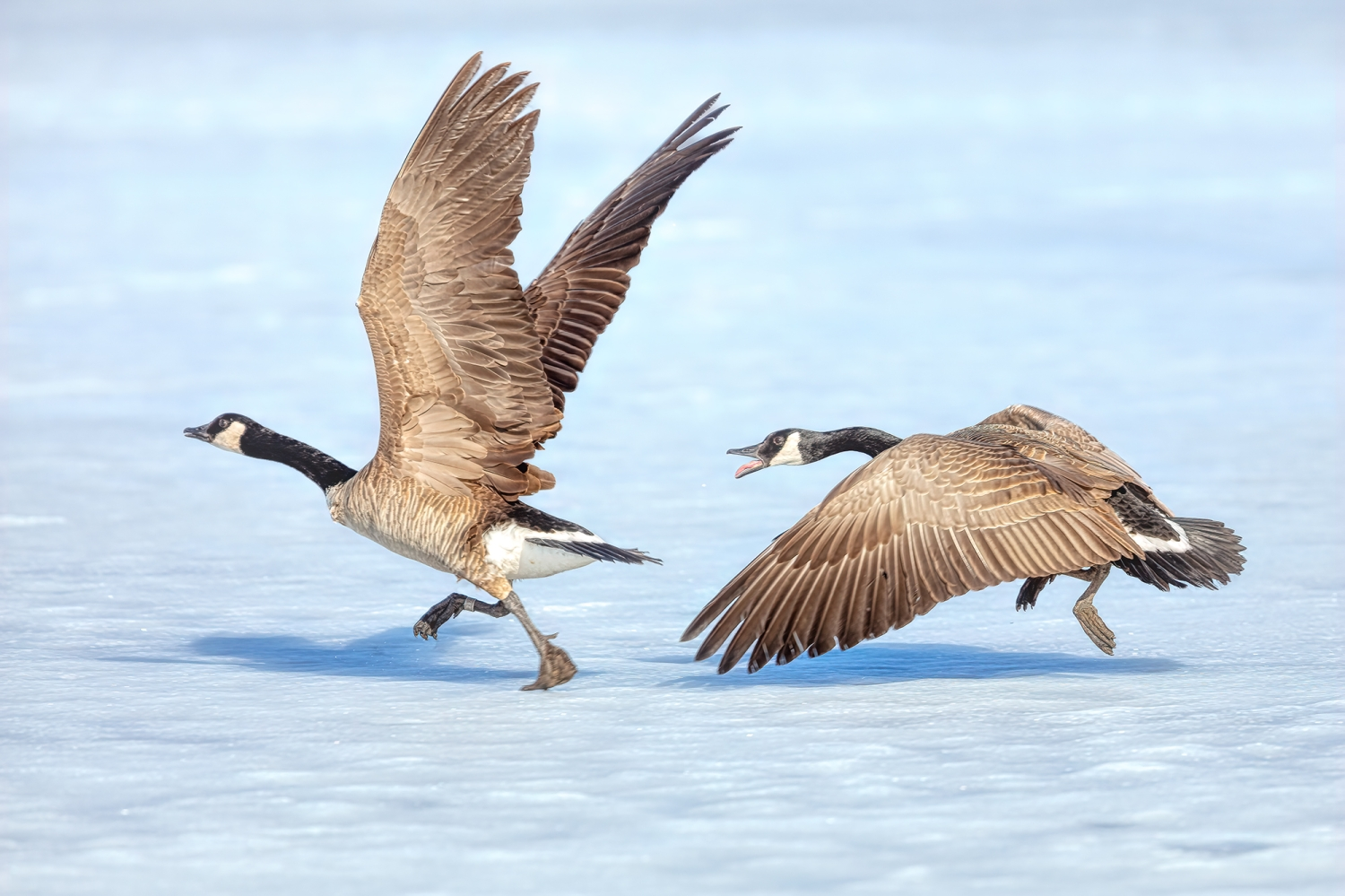 Canada Goose