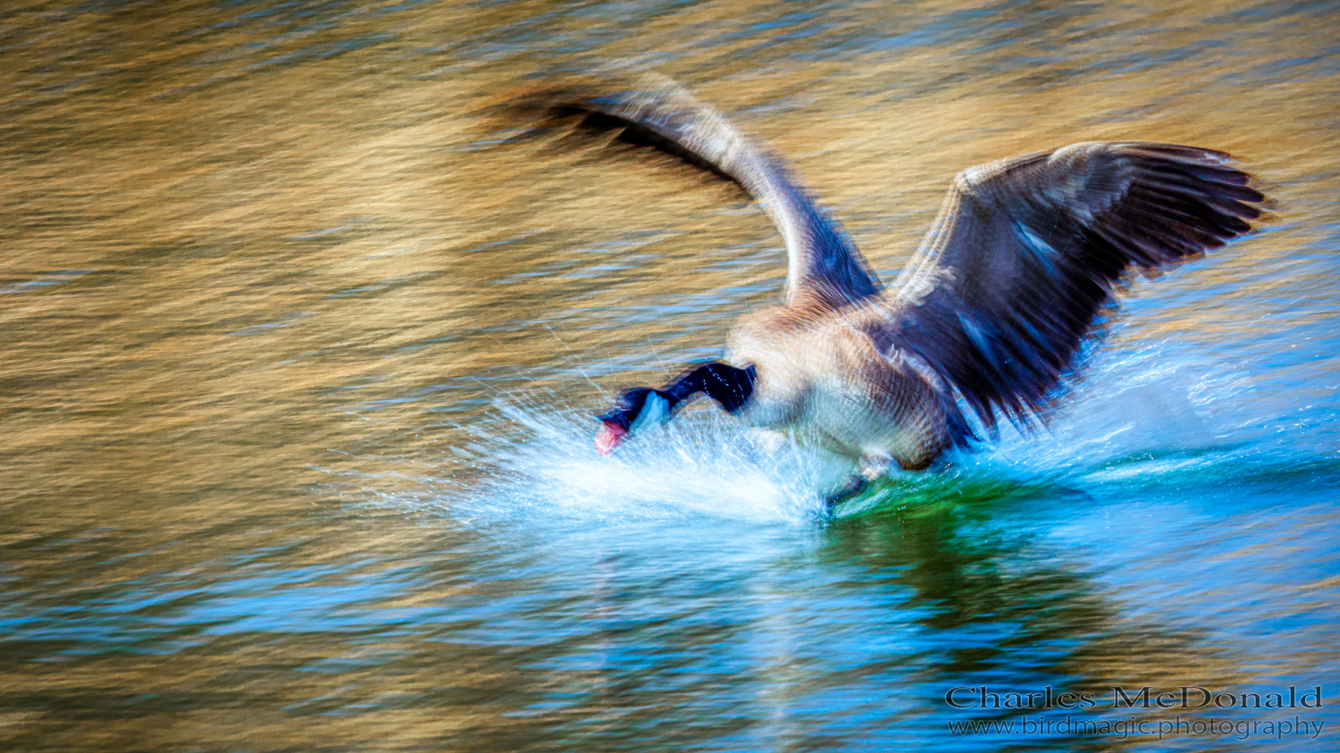 Canada Goose