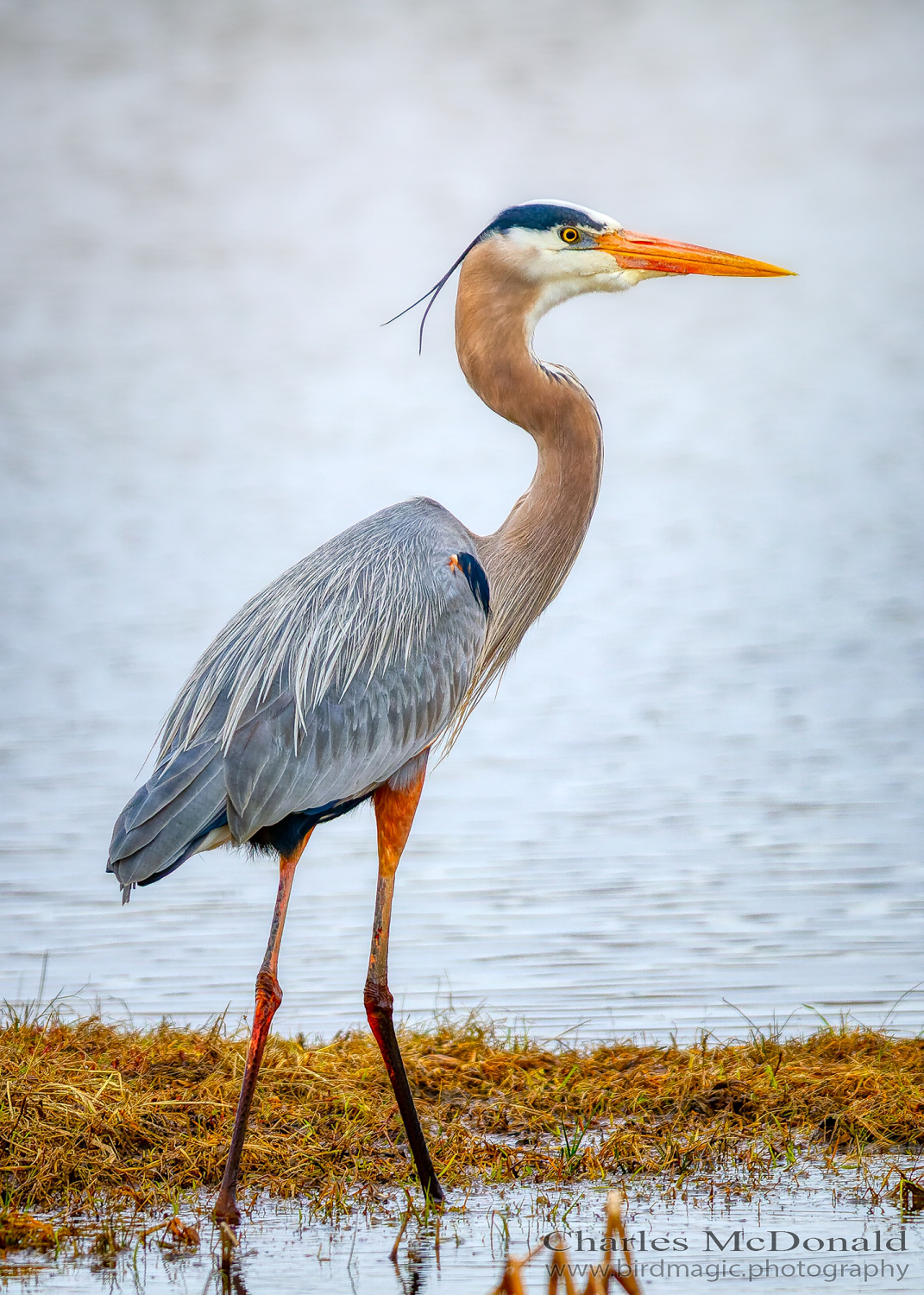 Great Blue Heron