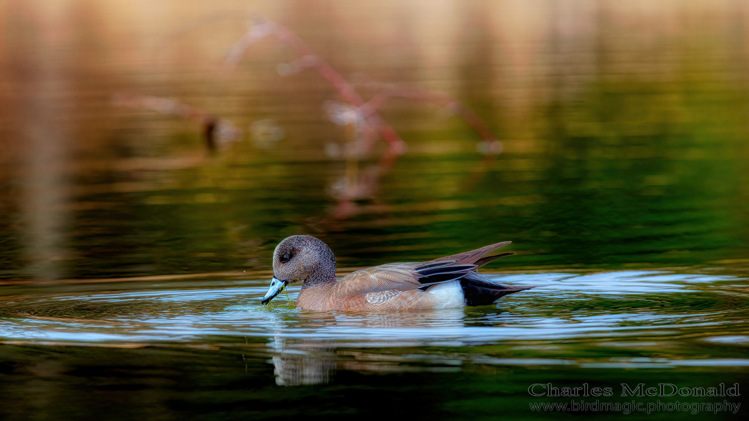 American Wigeon