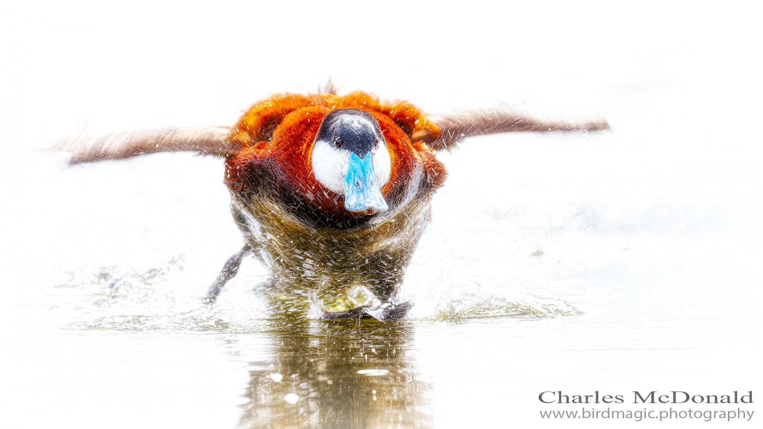 Ruddy Duck