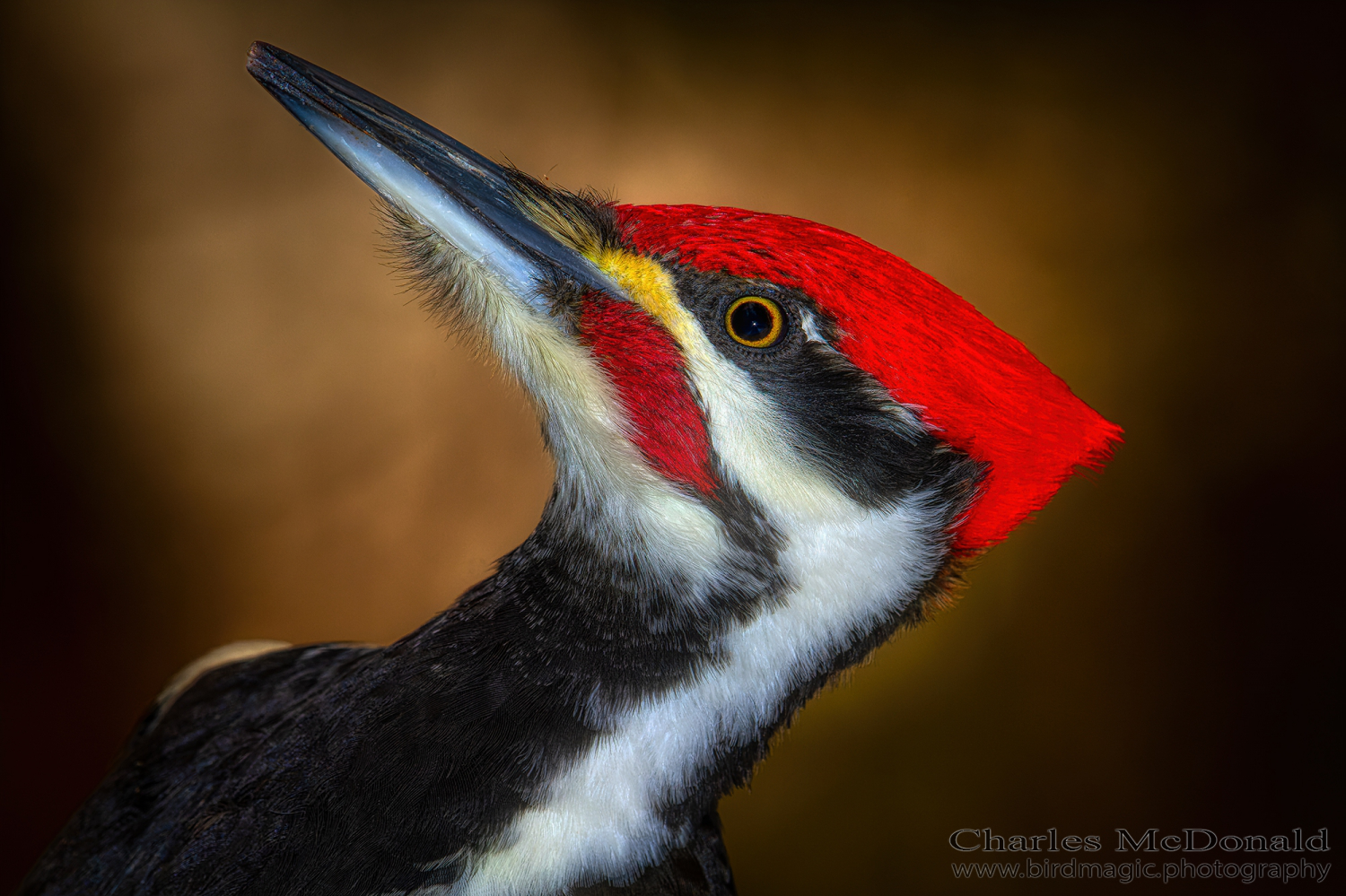 Pileated Woodpecker