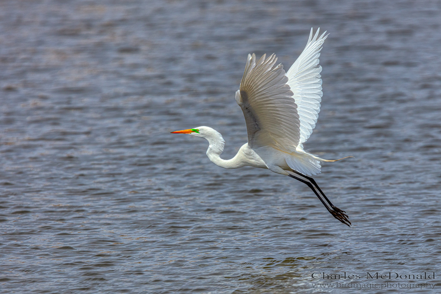 Great Egret