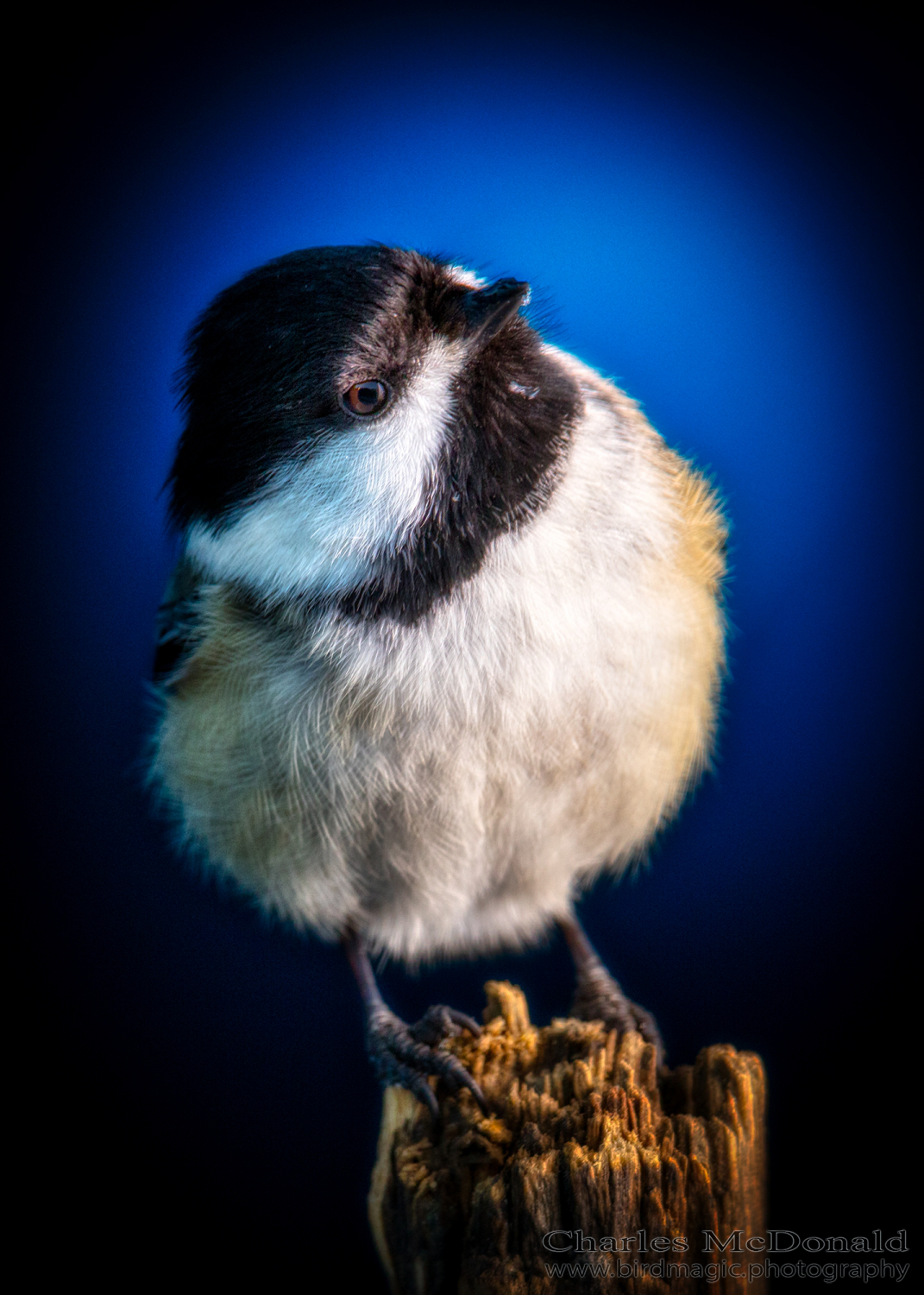 Black-capped Chickadee