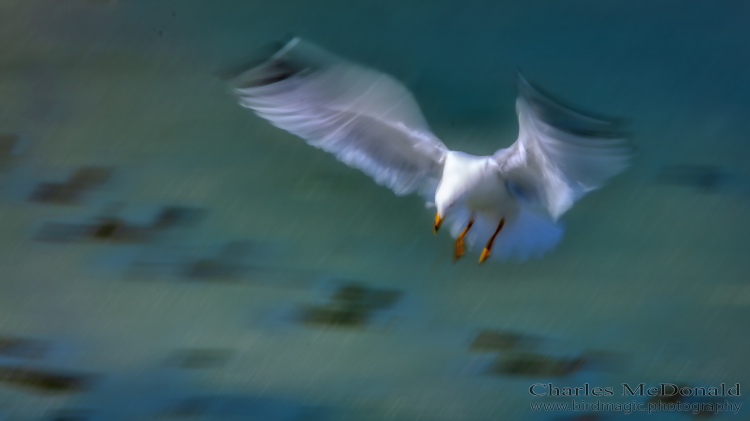 Ring-billed Gull